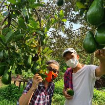 “อุดหนุนเกษตรกรไทย : ชวนไปชิม อะโวคาโด้ที่สวนเอเดน ออร์แกนิกส์ ปากช่องเที่ยว  ของดีที่ไม่ต้องห่วงเรื่องระยะห่าง”